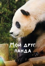 Мой друг панда