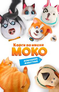 Корги по имени Моко. Домашние животные